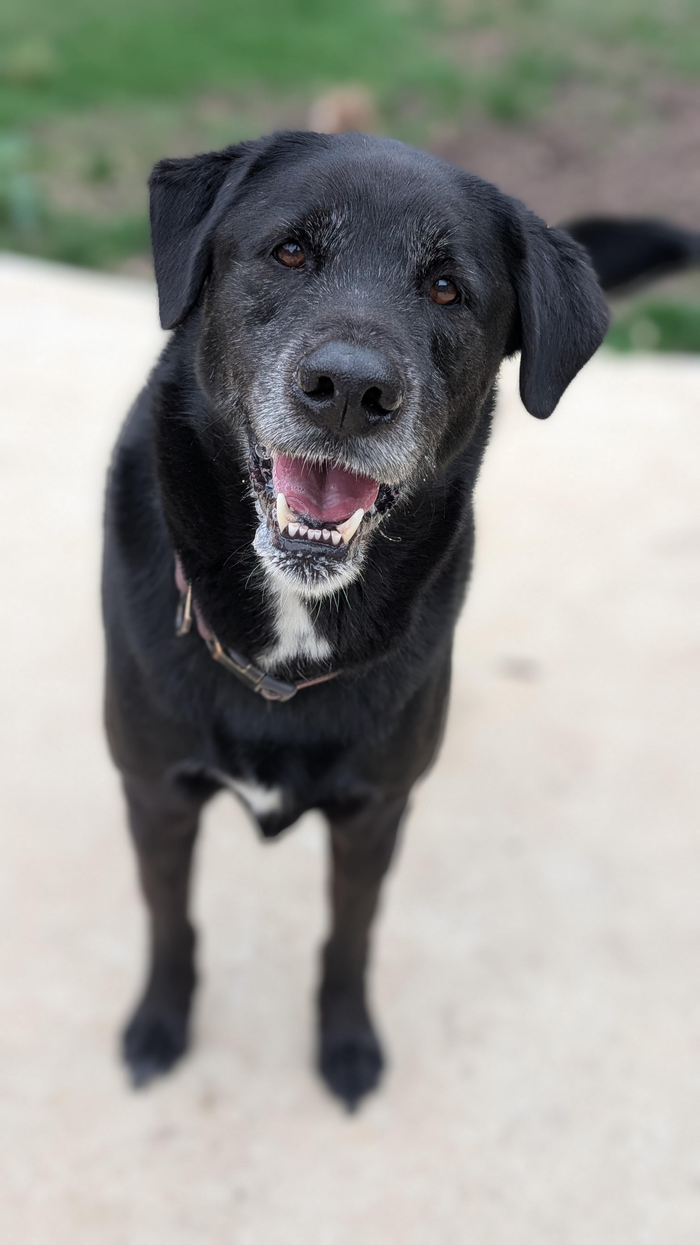 Enlarge Bo, a ADOPTABLE mixed breed in Joppa, AL image 3/6