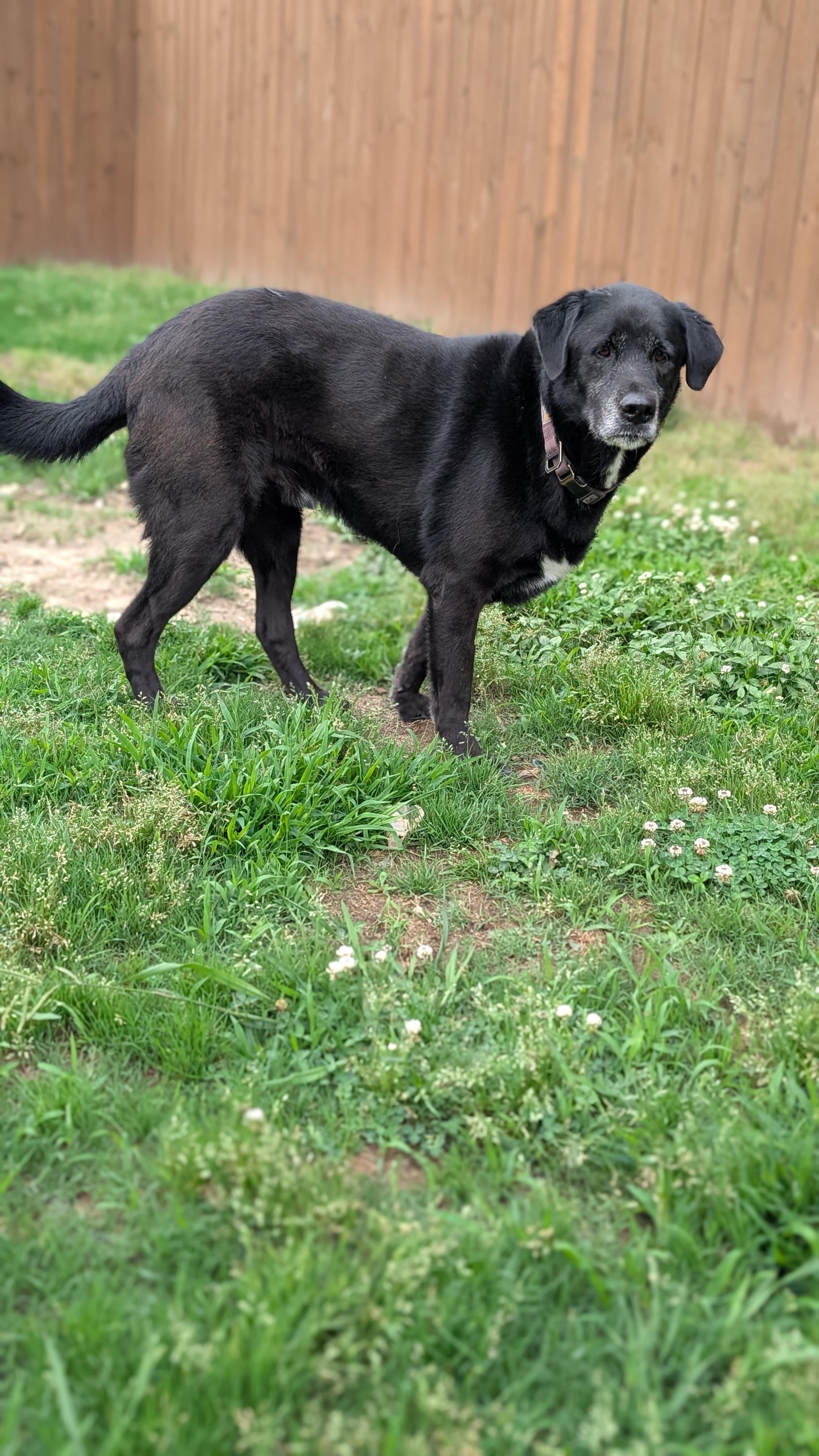Enlarge Bo, a ADOPTABLE mixed breed in Joppa, AL image 4/6
