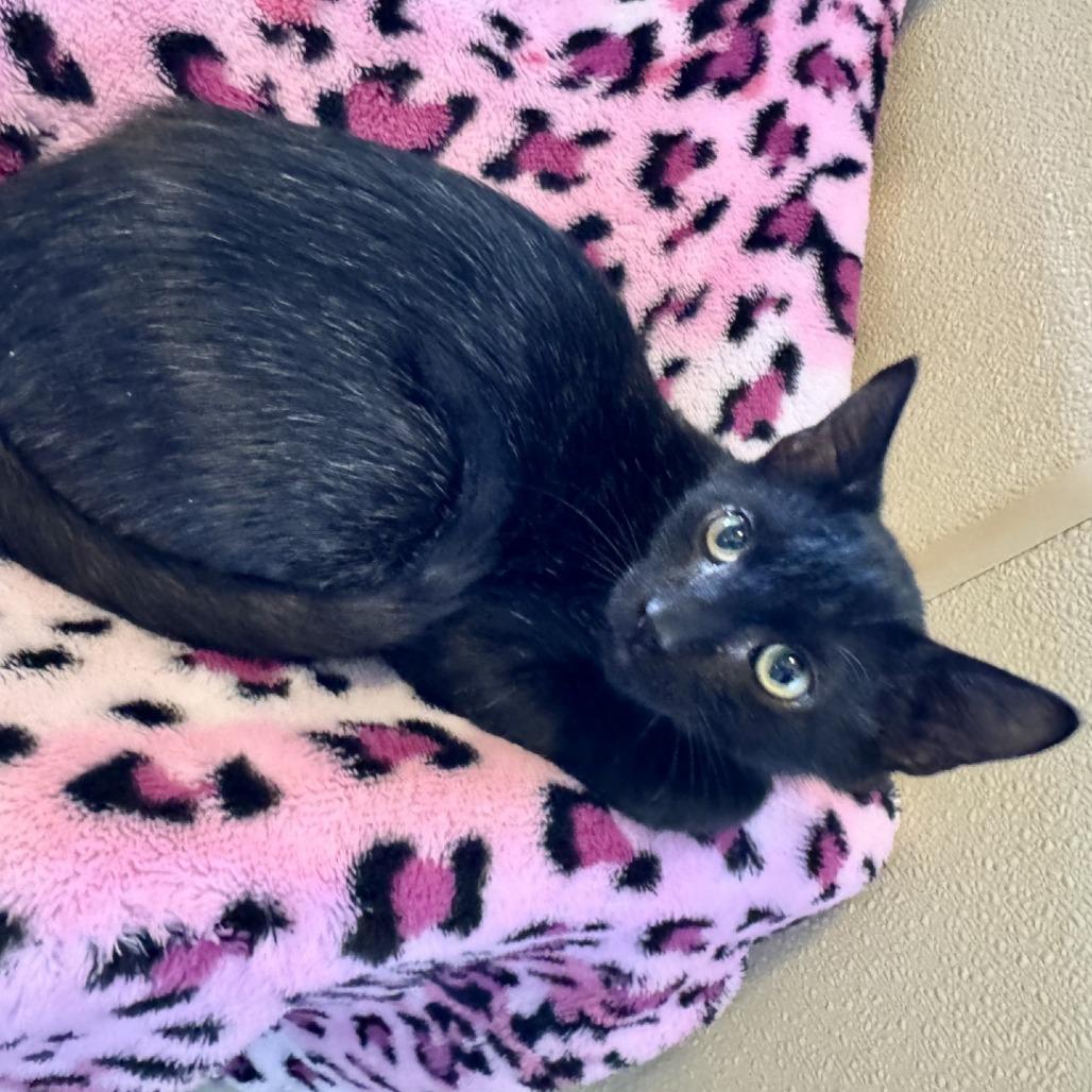 Enlarge Griffin, a Adoptable Domestic Short Hair in Fredericksburg, TX image 1/6