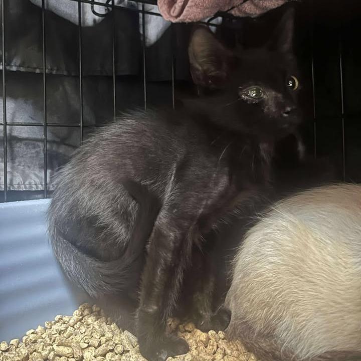 Enlarge Griffin, a Adoptable Domestic Short Hair in Fredericksburg, TX image 3/6