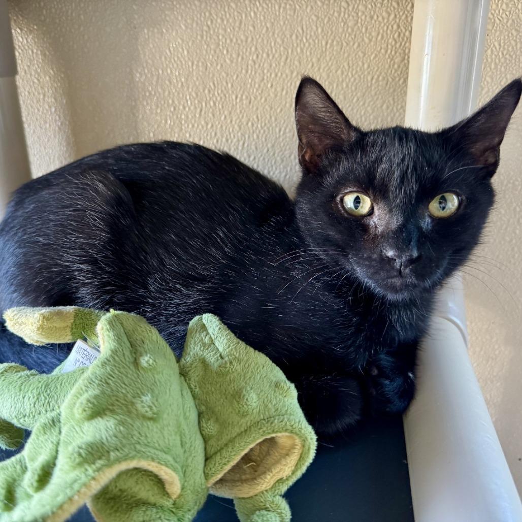 Enlarge Griffin, a Adoptable Domestic Short Hair in Fredericksburg, TX image 4/6