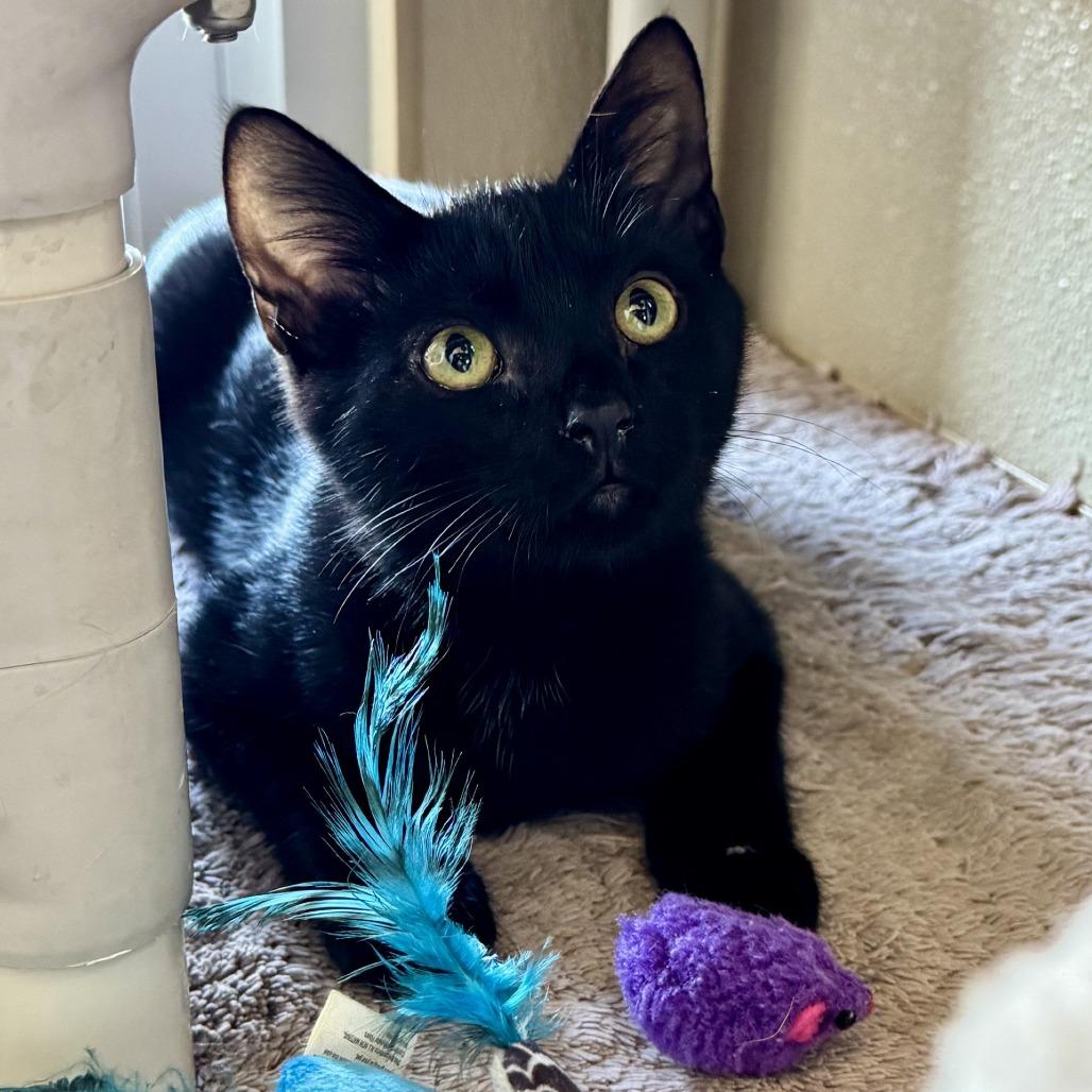 Enlarge Griffin, a Adoptable Domestic Short Hair in Fredericksburg, TX image 5/6