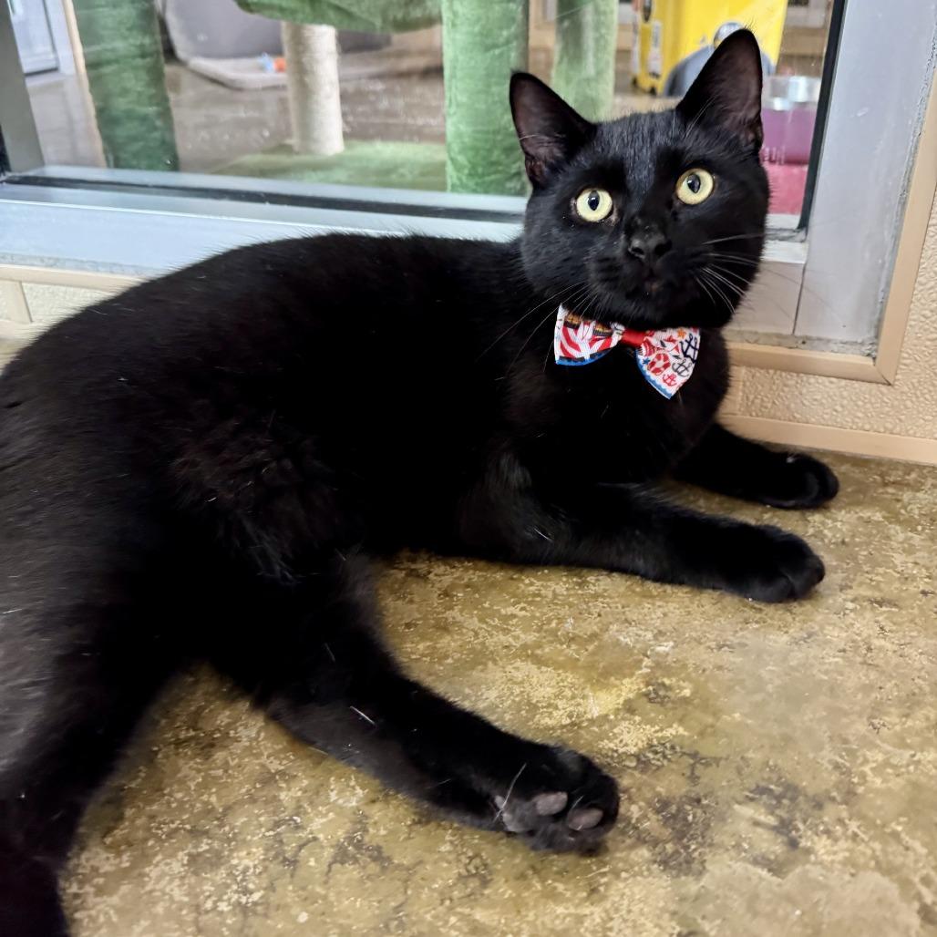 Enlarge Griffin, a Adoptable Domestic Short Hair in Fredericksburg, TX image 6/6