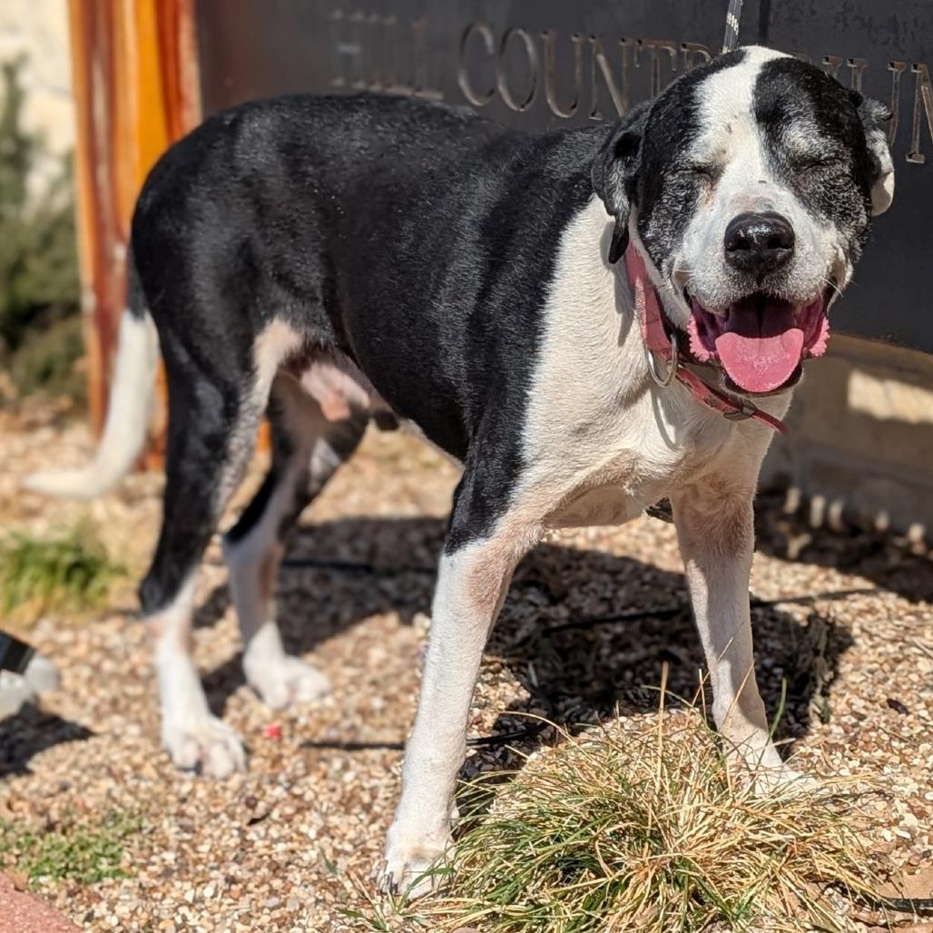 Enlarge Bandit, a Adoptable mixed breed in Buchanan Dam, TX image 1/2