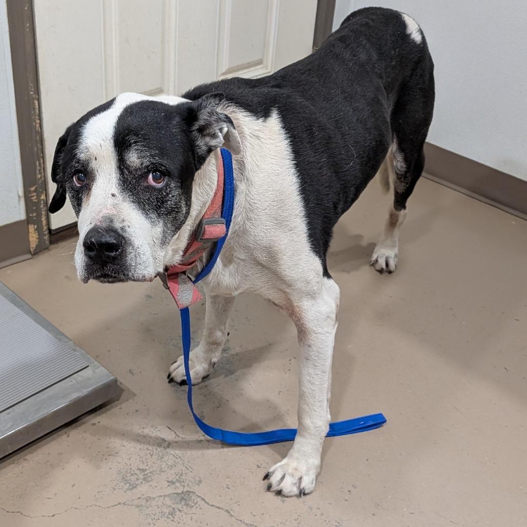 Enlarge Bandit, a Adoptable mixed breed in Buchanan Dam, TX image 2/2