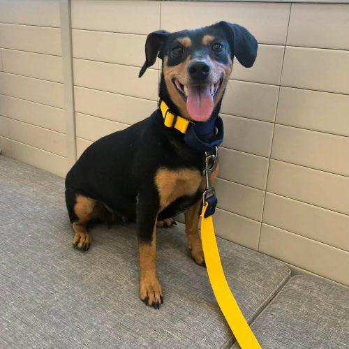 Little Luna, a Adoptable mixed breed in Sunderland, ON image 1/5