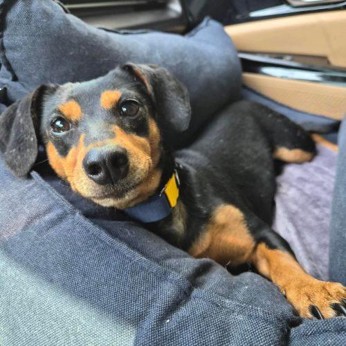 Little Luna, a Adoptable mixed breed in Sunderland, ON image 2/5