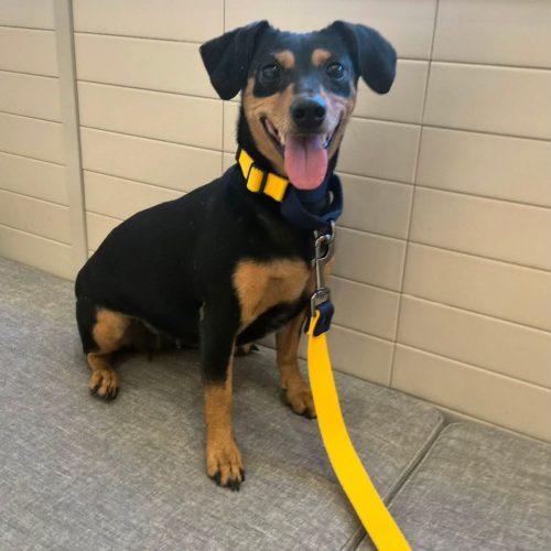 Little Luna, a Adoptable mixed breed in Sunderland, ON image 3/5