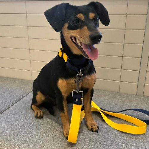 Little Luna, a Adoptable mixed breed in Sunderland, ON image 5/5
