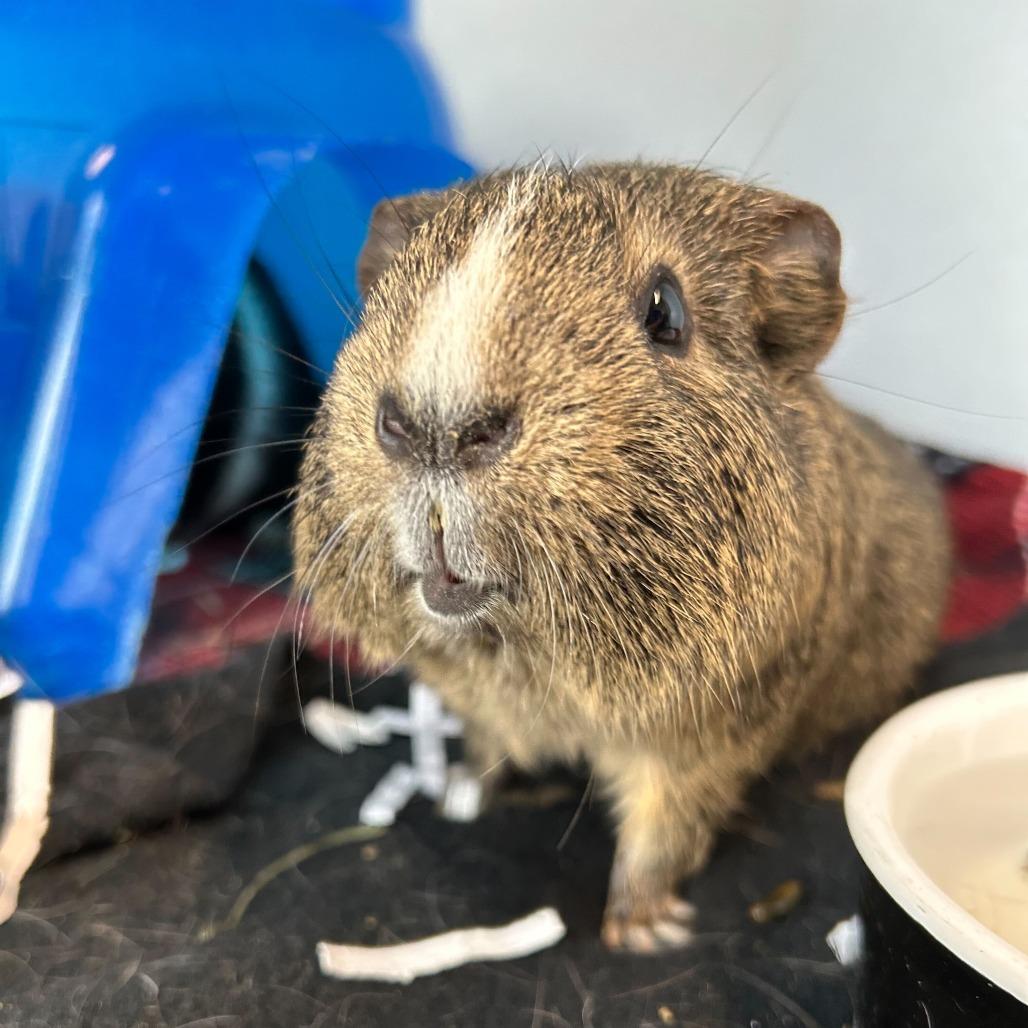 Enlarge Snowflake, a Adoptable Guinea Pig in Dover, NH image 1/1