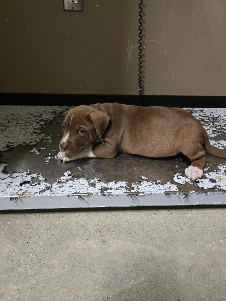 Nero, Adoptable, Puppy Male Labrador Retriever.