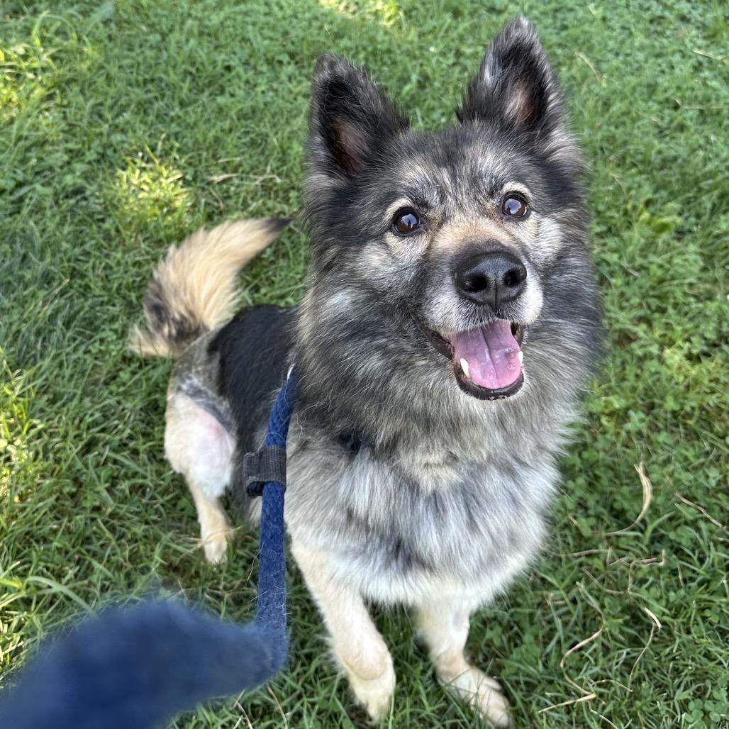 Tanya, adoptable, Adult Female German Shepherd Dog.