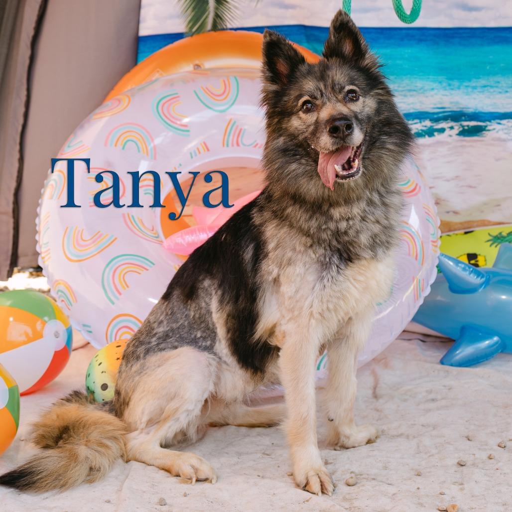 Enlarge Tanya, an adoptable mixed breed in Chester Springs, PA image 2/6