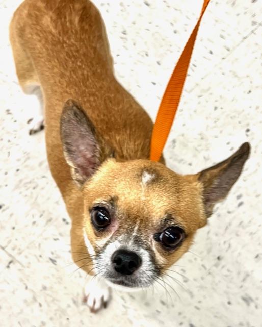 Paco - Adoptable Pet | Petfinder