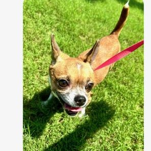 Enlarge Paco, a Adoptable Chihuahua in Ladson, SC image 5/6