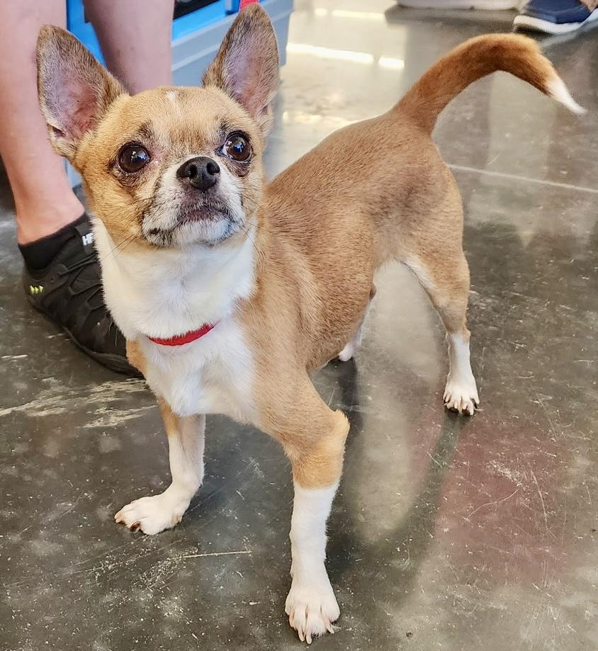 Enlarge Paco, a Adoptable Chihuahua in Ladson, SC image 1/6