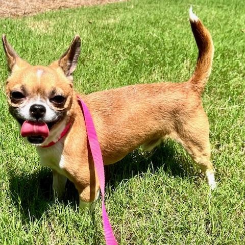 Enlarge Paco, a Adoptable Chihuahua in Ladson, SC image 6/6