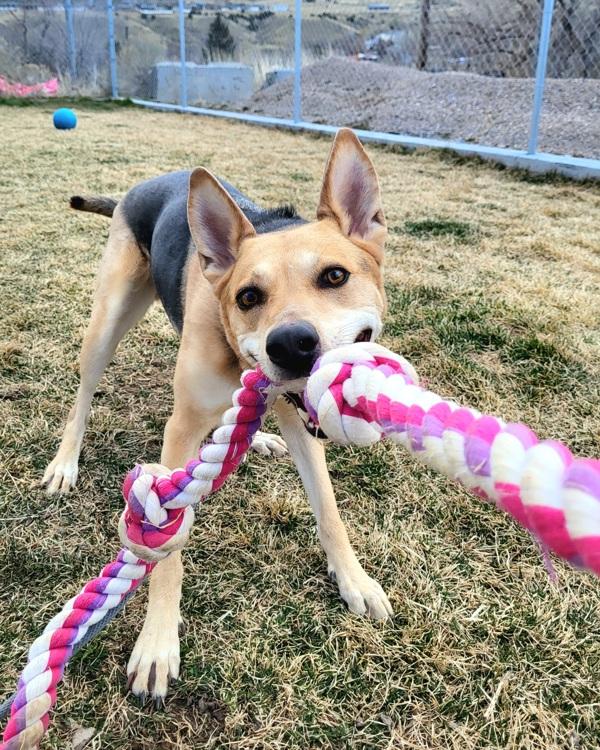 Enlarge Fawn, a Adoptable mixed breed in Pocatello, ID image 1/5