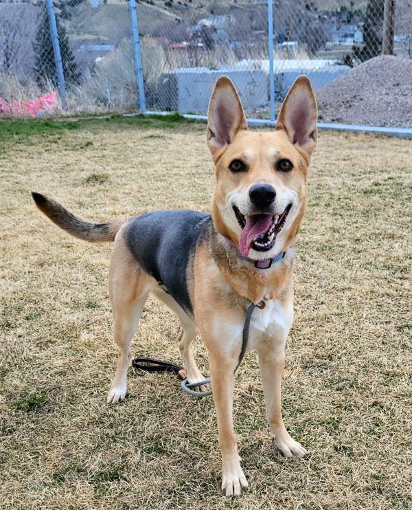 Enlarge Fawn, a Adoptable mixed breed in Pocatello, ID image 3/5