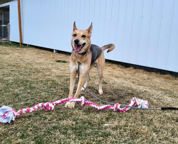 Enlarge Fawn, a Adoptable mixed breed in Pocatello, ID image 4/5