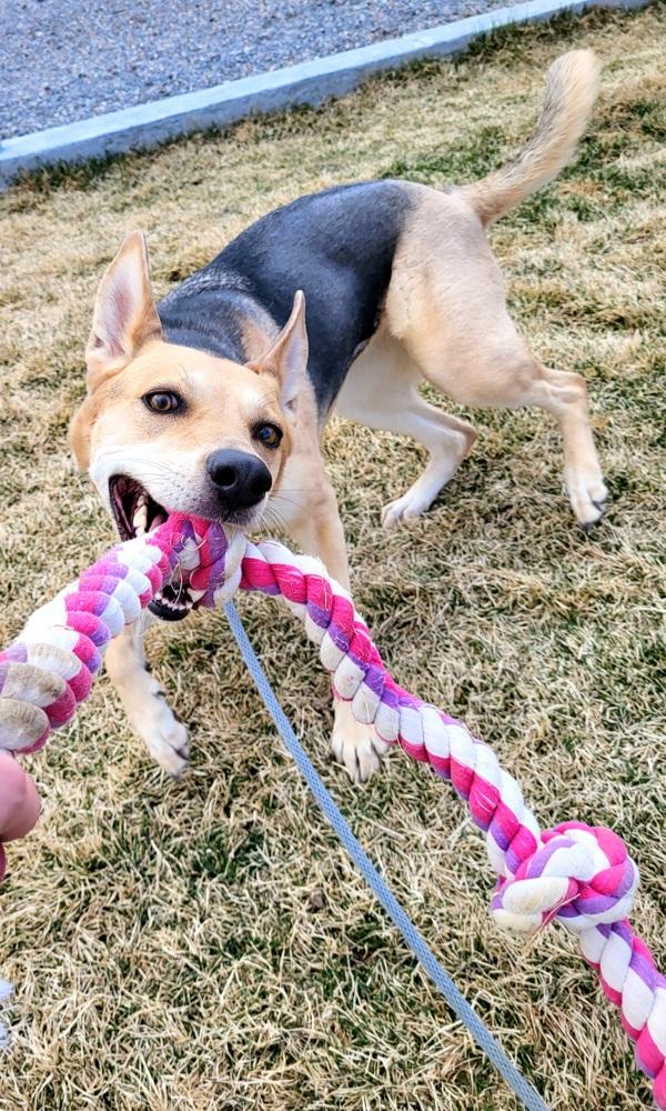Enlarge Fawn, a Adoptable mixed breed in Pocatello, ID image 5/5