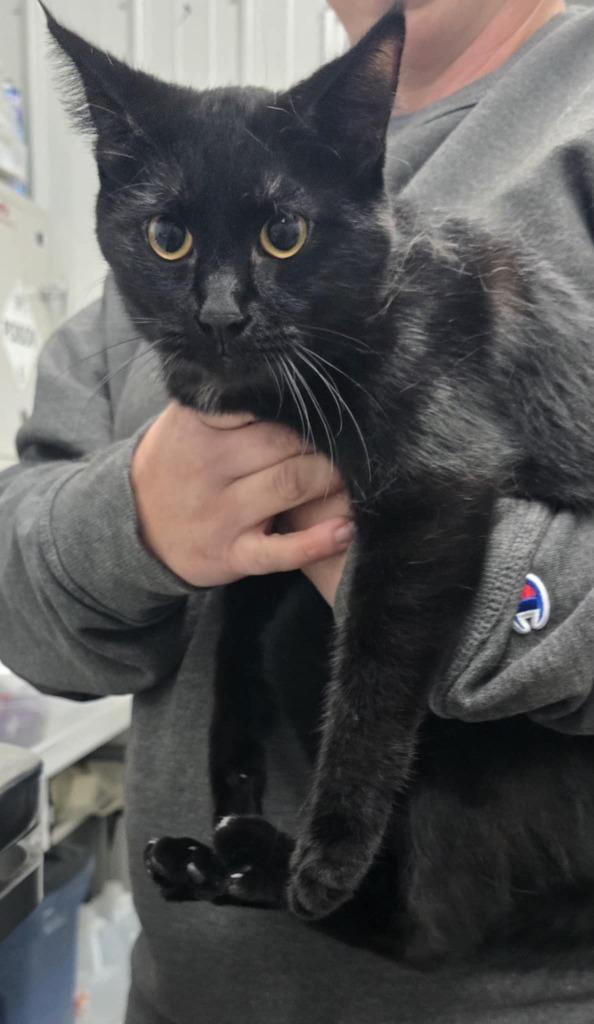 Solomon, Adoptable, Adult Male Domestic Short Hair.