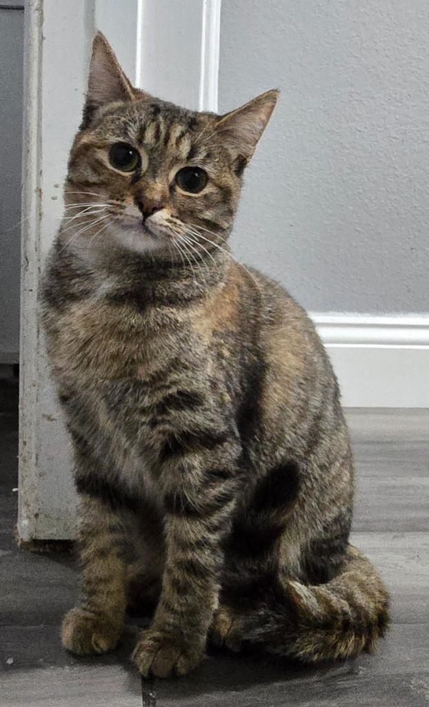 Enlarge Rosie, a Adoptable mixed breed in San Jacinto, CA image 1/1