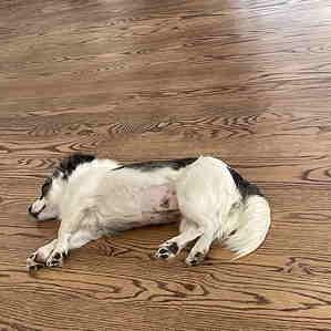 PENNY JANE (Super Cute, Sweet, Loves Belly Rubs, and Loves Being With People)