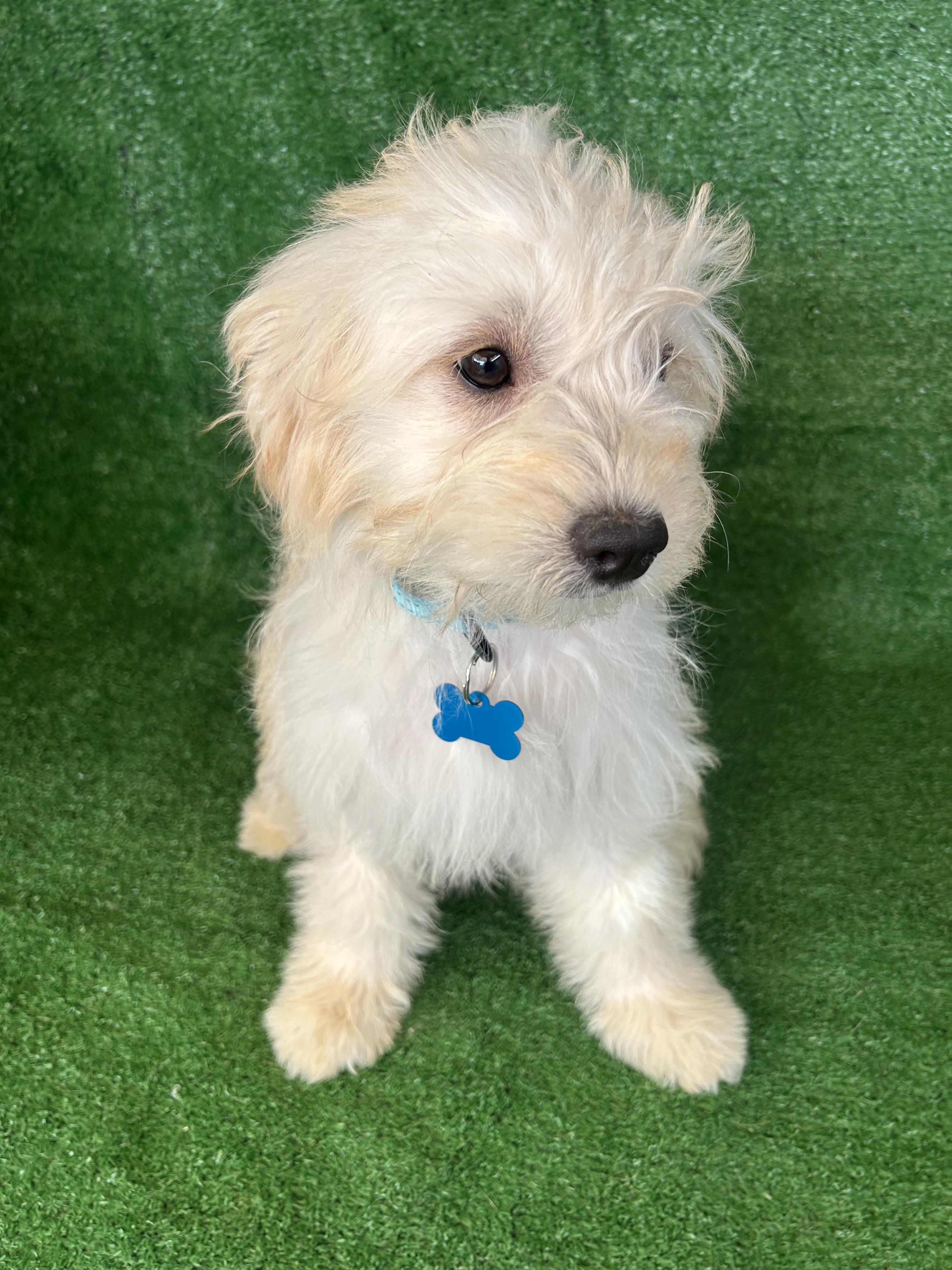 Enlarge Ariel, an adopted Maltese in San Ysidro, CA image 5/6