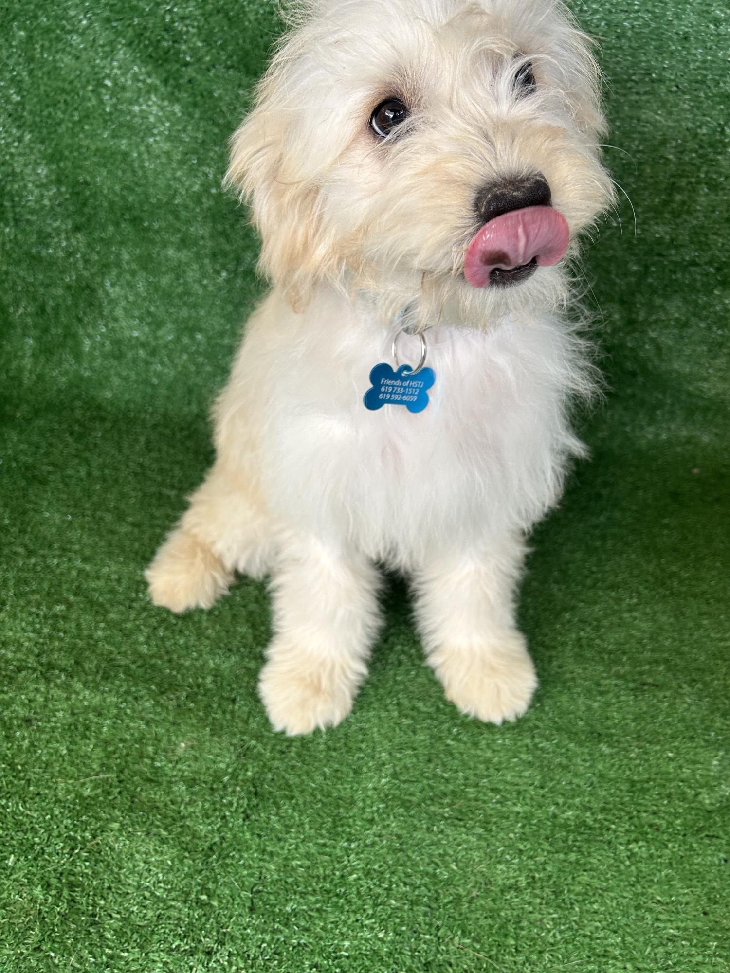 Enlarge Ariel, an adopted Maltese in San Ysidro, CA image 4/6