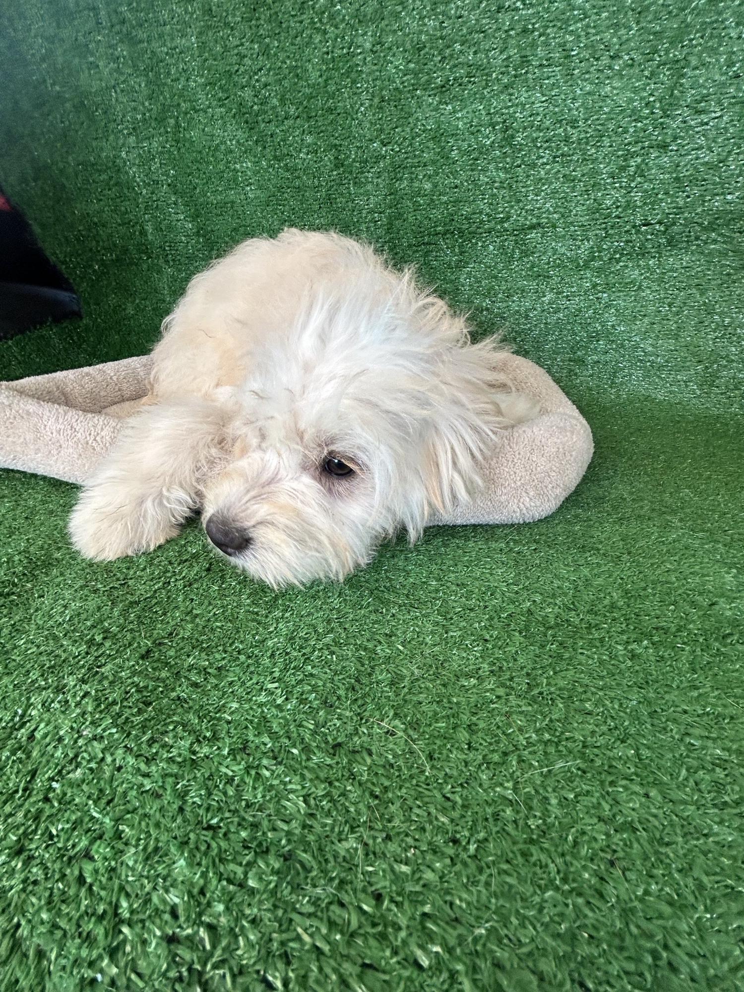 Enlarge Ariel, an adopted Maltese in San Ysidro, CA image 3/6