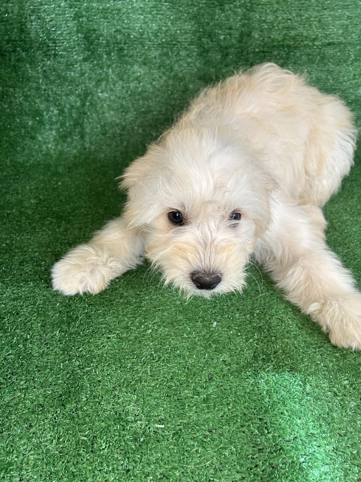 Ariel, adopted, Young Female Maltese.