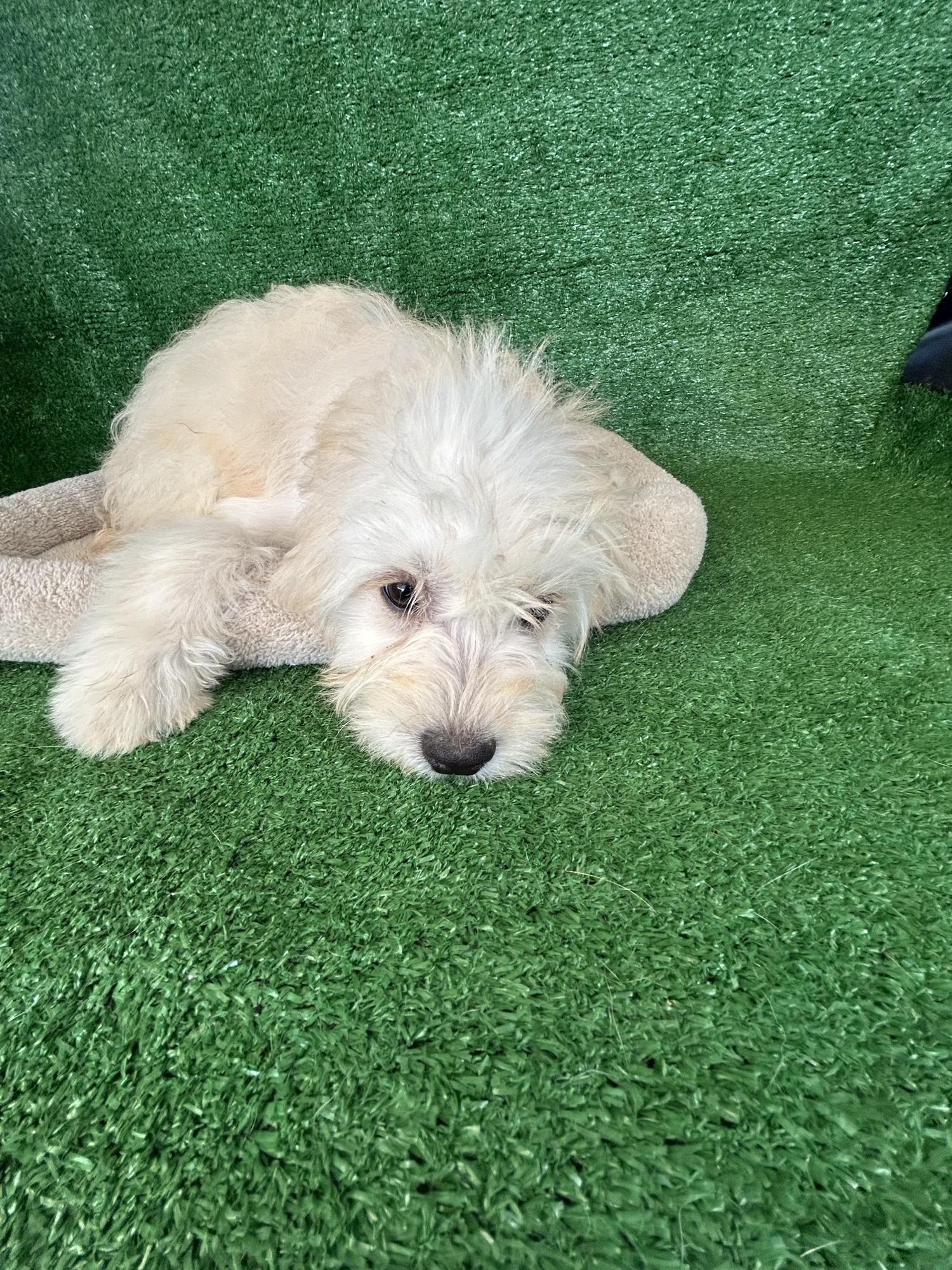 Enlarge Ariel, an adopted Maltese in San Ysidro, CA image 2/6