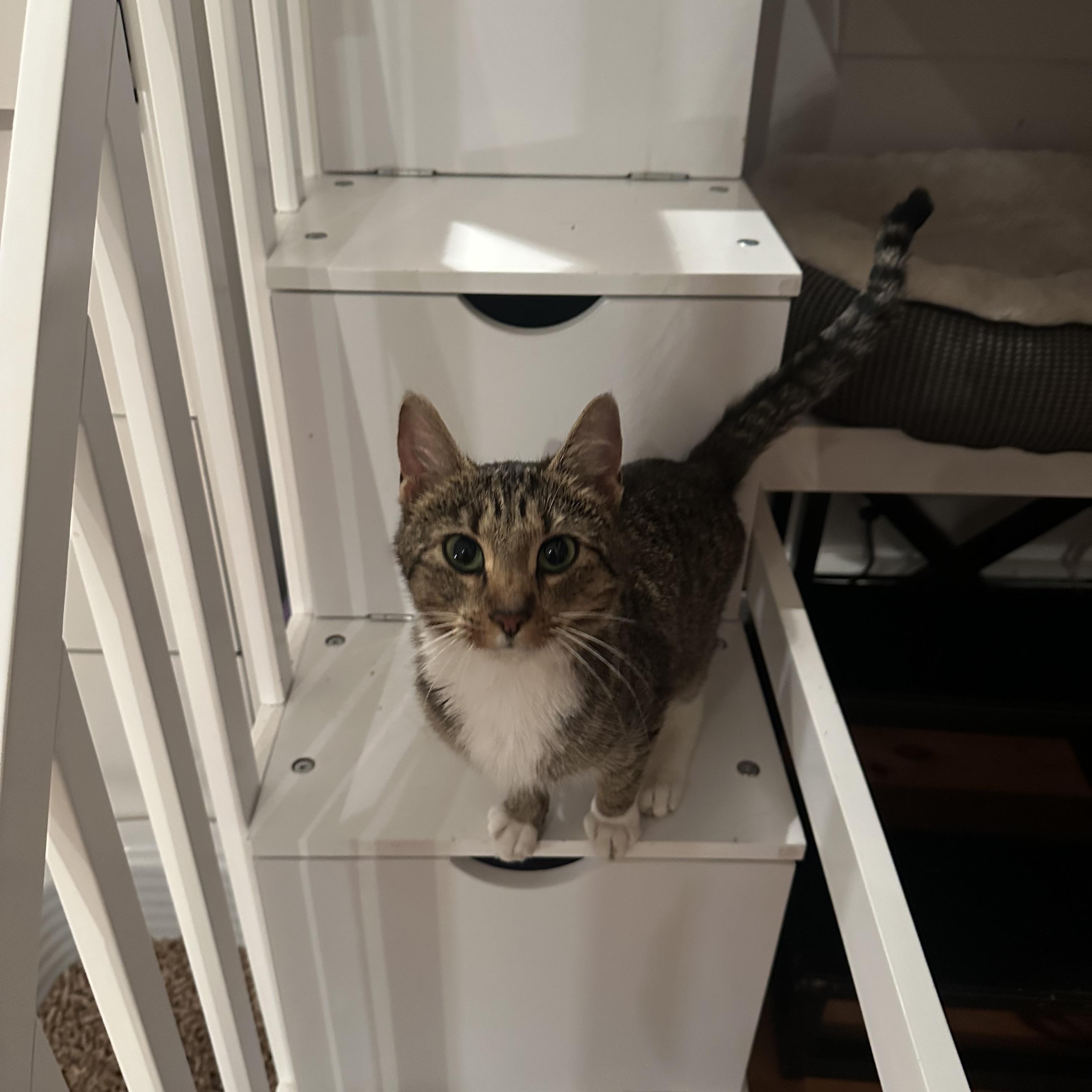 Enlarge Clarice , an adopted Tabby in Syracuse, NY image 2/6