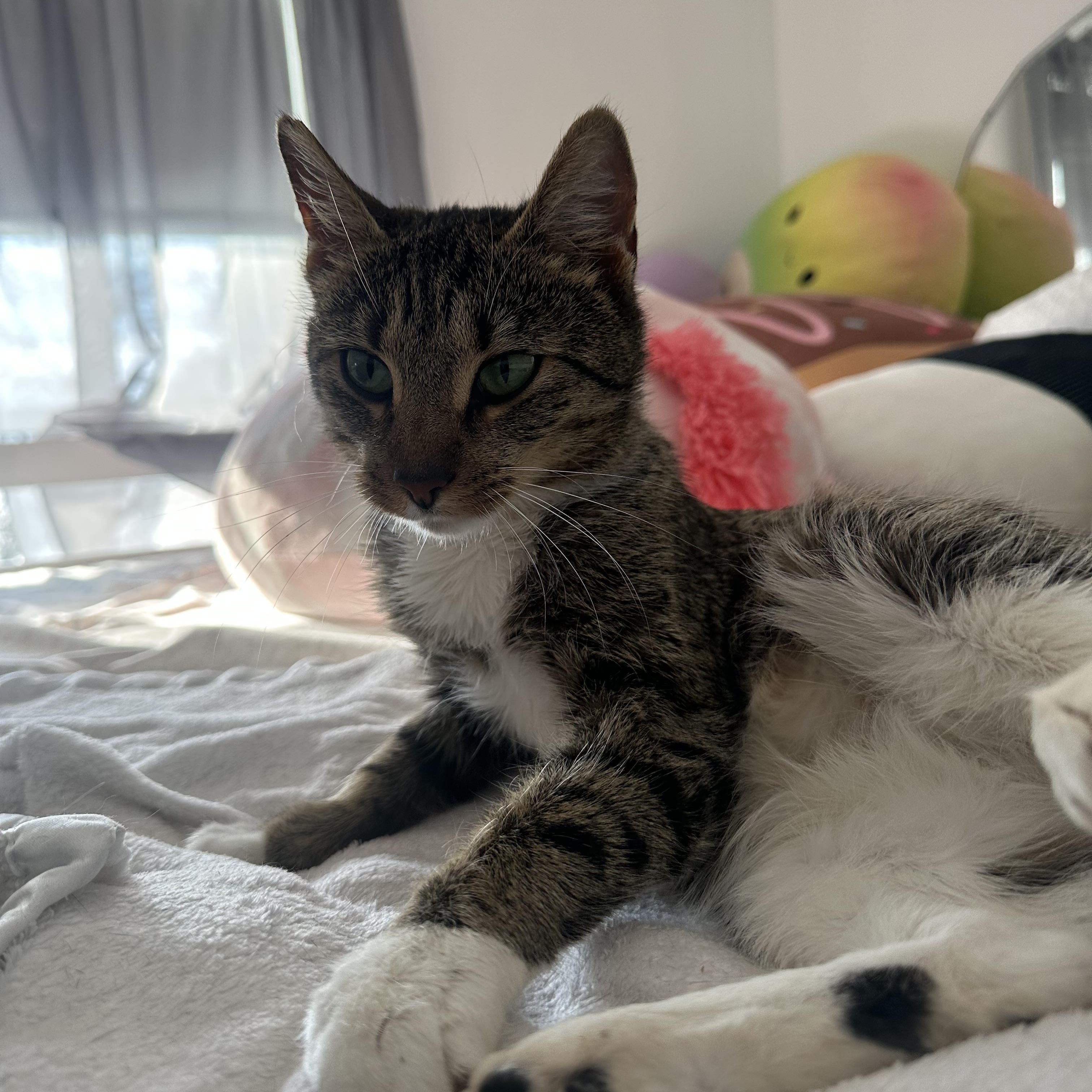 Enlarge Clarice , an adopted Tabby in Syracuse, NY image 1/6