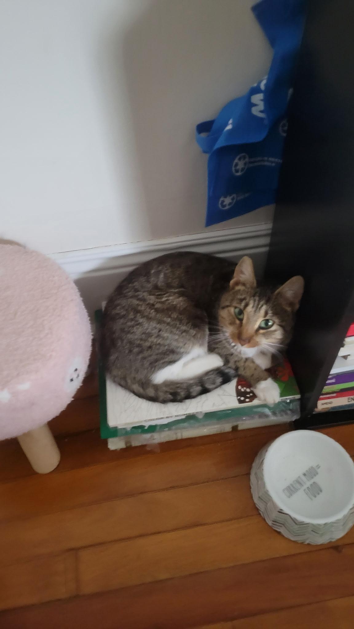 Enlarge Clarice , an adopted Tabby in Syracuse, NY image 3/6