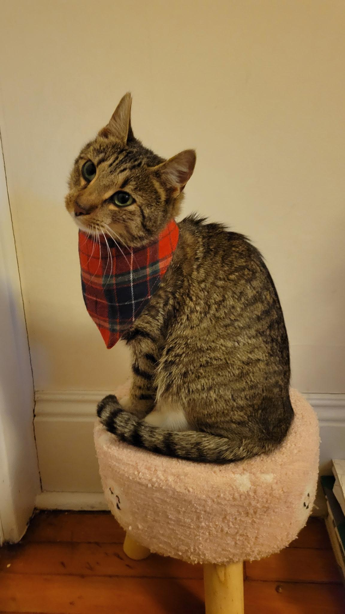 Enlarge Clarice , an adopted Tabby in Syracuse, NY image 4/6