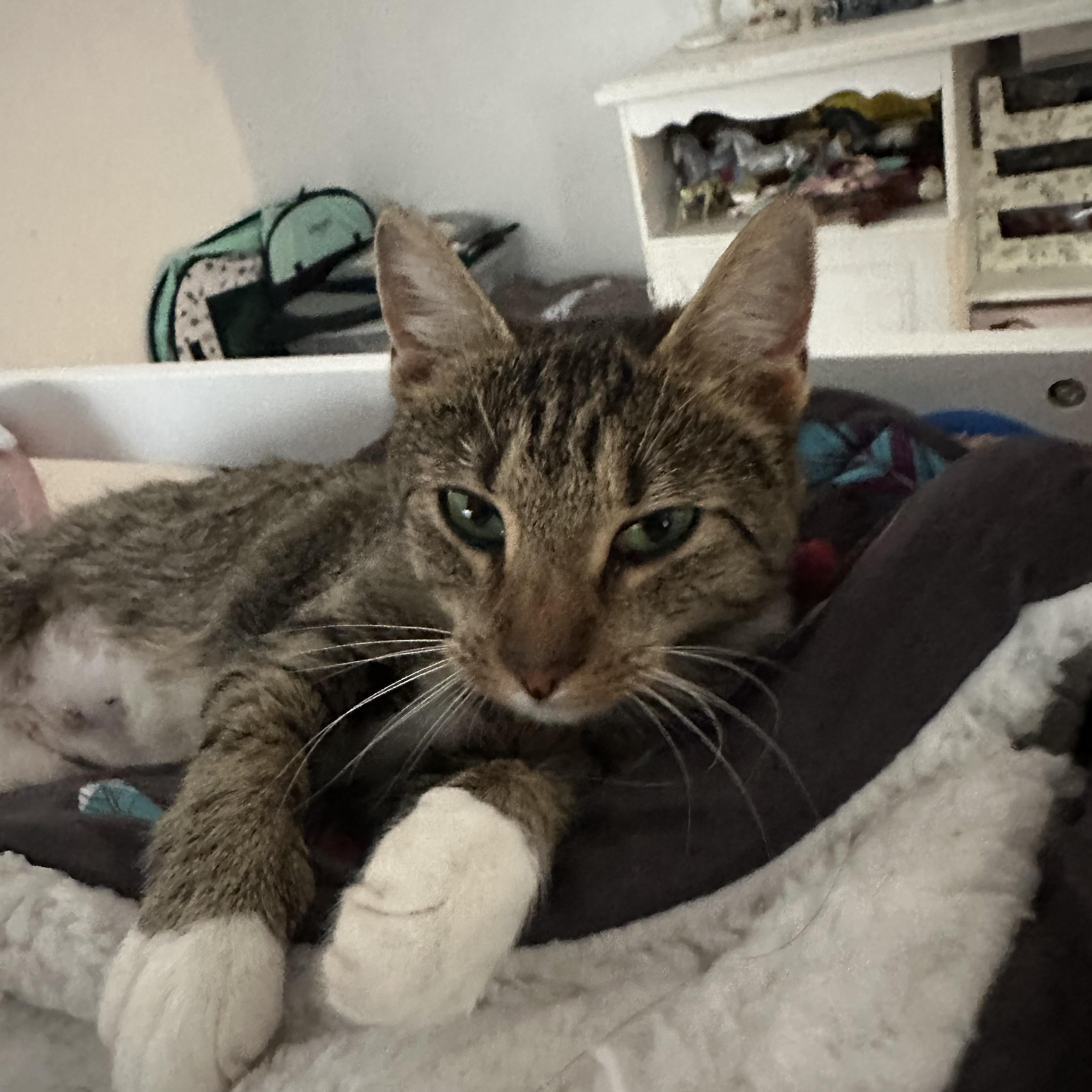 Enlarge Clarice , an adopted Tabby in Syracuse, NY image 5/6