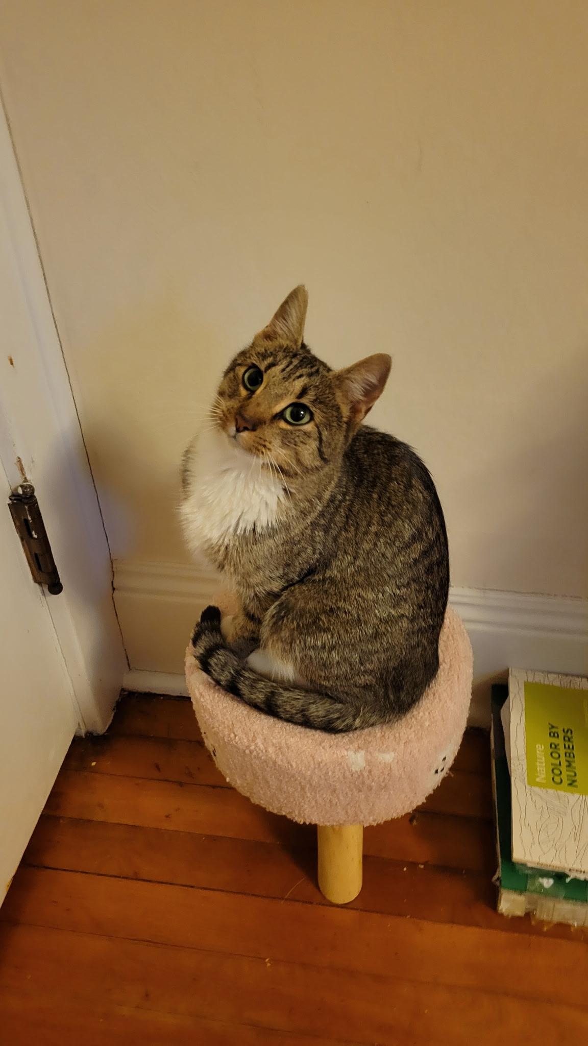 Enlarge Clarice , an adopted Tabby in Syracuse, NY image 6/6