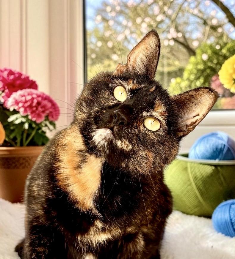 Caramel, a ADOPTABLE Tortoiseshell in Perry, IA image 2/5