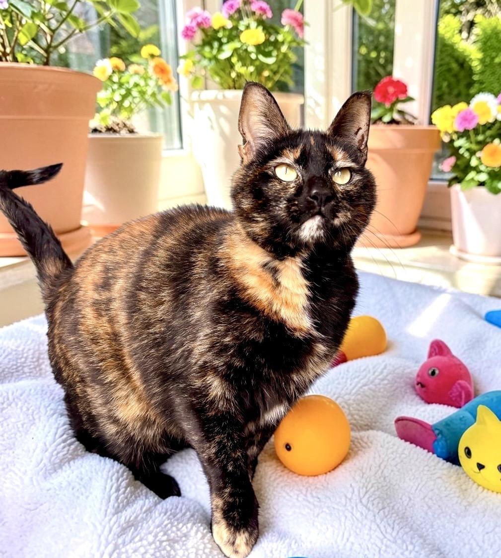 Caramel, a ADOPTABLE Tortoiseshell in Perry, IA image 1/5