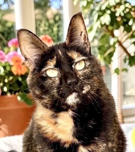 Caramel, Adoptable, Adult Female Tortoiseshell.