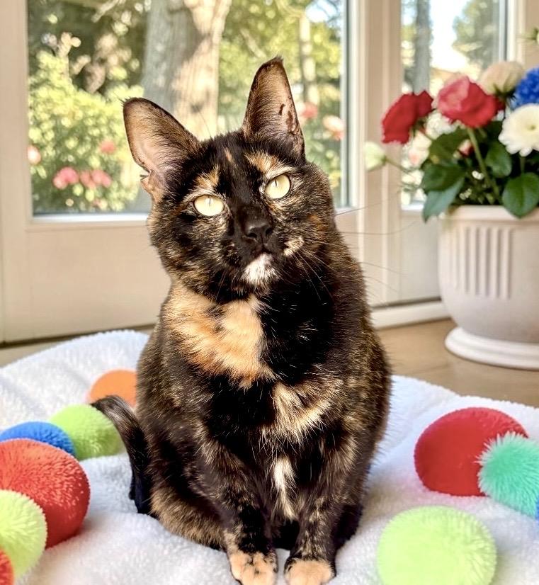 Caramel, a ADOPTABLE Tortoiseshell in Perry, IA image 5/5