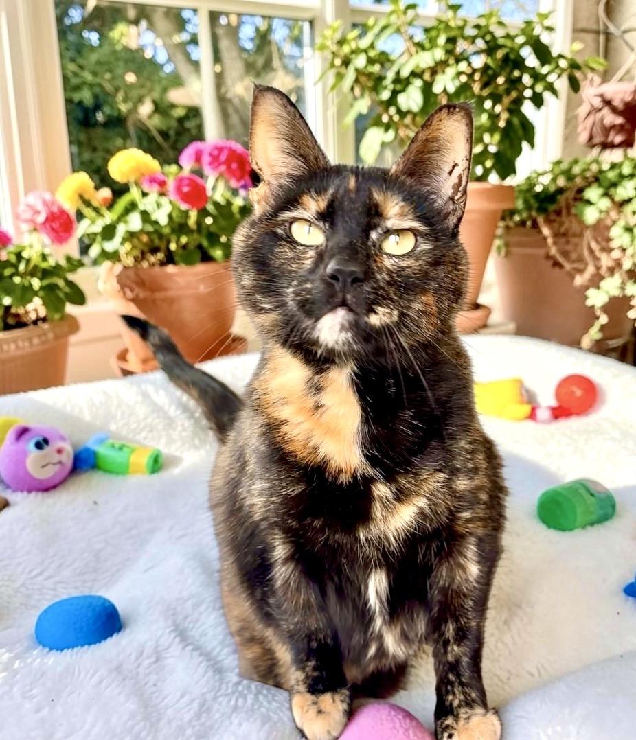 Caramel, a ADOPTABLE Tortoiseshell in Perry, IA image 4/5