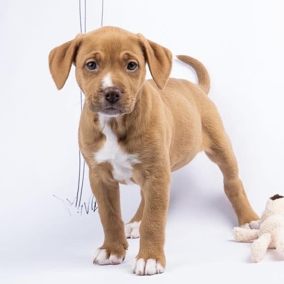 Enlarge Keeva, an adopted mixed breed in Smyrna, GA image 6/6