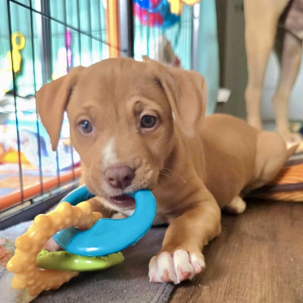 Enlarge Keeva, an adopted mixed breed in Smyrna, GA image 5/6