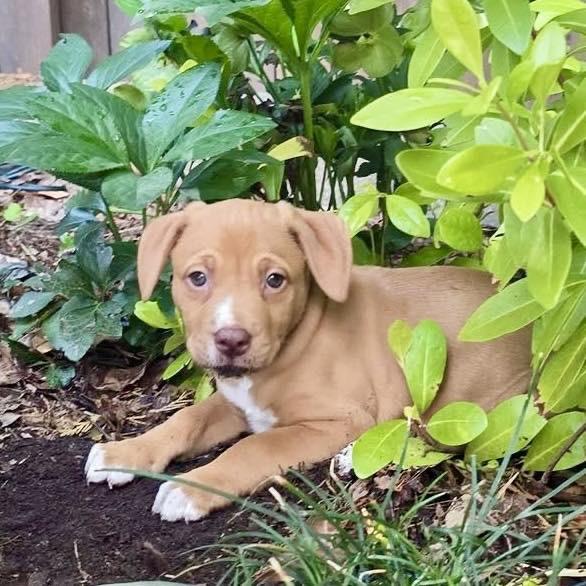Enlarge Keeva, an adopted mixed breed in Smyrna, GA image 4/6