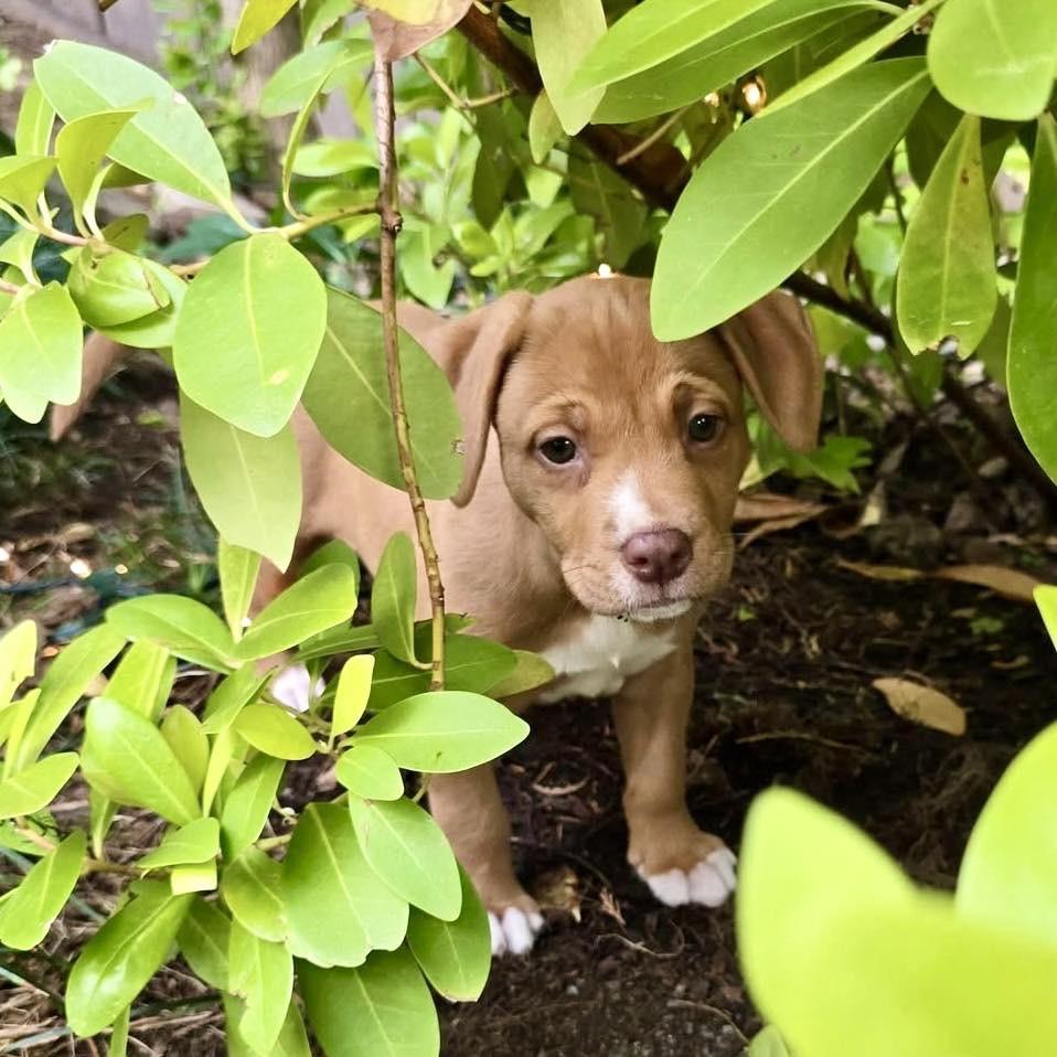 Enlarge Keeva, an adopted mixed breed in Smyrna, GA image 2/6