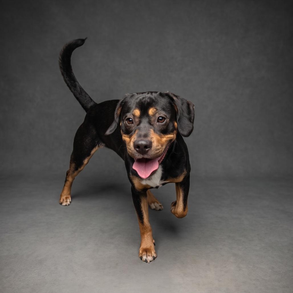 Tantrum, Adoptable, Adult Male Hound.