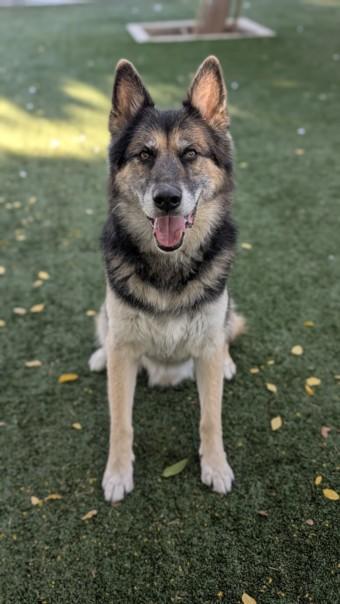 TACOMA, Adoptable, Adult Male German Shepherd Dog.
